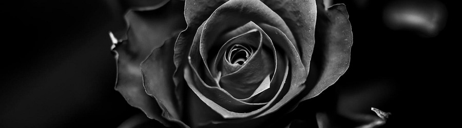 Black Rose [Skystar's EX]